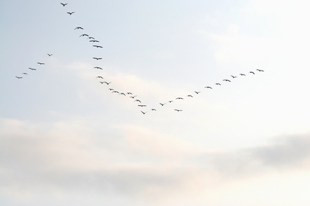 Migratory Birdsの写真素材