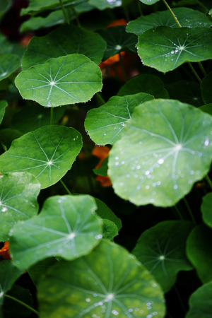 Plantsの写真素材