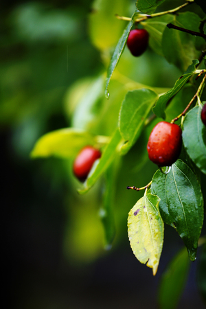 Jujubeの写真素材