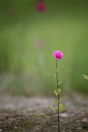 Wild Grassの写真素材