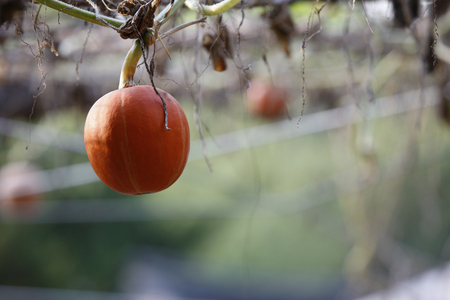 Pumpkins hangingの写真素材