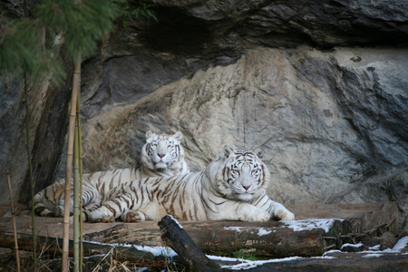 Tigerの写真素材