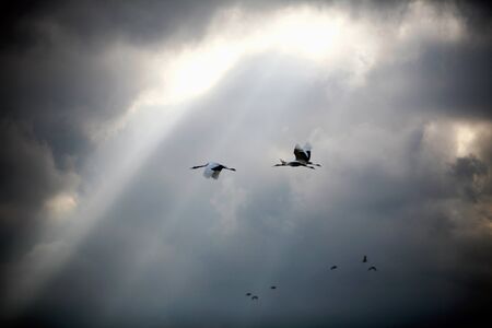 crane,Migratory Birdsの写真素材