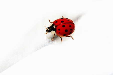 Ladybug isolated - isolated on white backgroundの写真素材