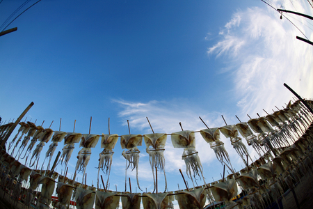 Dried squids hung on lineの写真素材