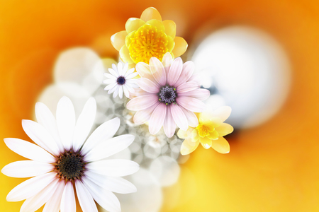 Flowers - backgroundの写真素材
