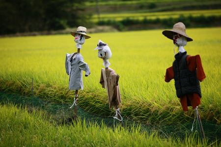 Scarecrows on the rice fieldの写真素材