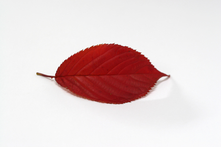 Red leaf - isolated on white backgroundの写真素材
