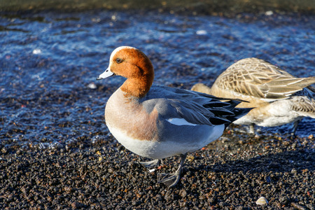 Trip to Japanの写真素材