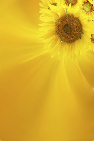 Sunflowerの写真素材