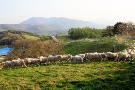 Beautiful landscape of Daegwanryung,Gangwon Province,in South Koreaの写真素材