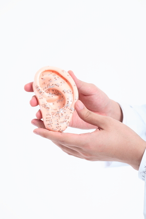 Close up shot of hands holding an ear modelの写真素材