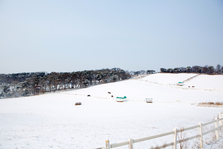 Scenery of pastures in snow and horsesの写真素材