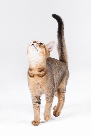 Pets - A cat standing with straight tail in white background studioの写真素材