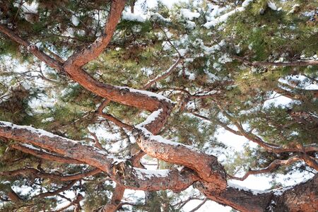 Trees in snowの写真素材