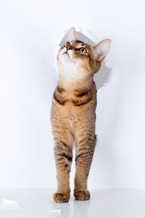 Pets - A cat tearing white paper wall to come out of itの写真素材