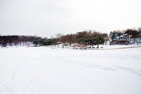 Park in snowの写真素材