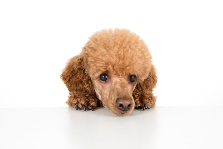 Pets - Close up shot of face of a brown dog/poodleの写真素材
