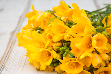 Flower pattern shot in studio/background/wallpaper - Yellow freesia isolatedの写真素材