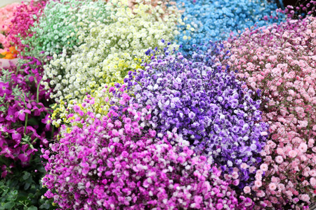 Flower pattern shot in studio/background/wallpaper - Full shot of colorful flowersの写真素材