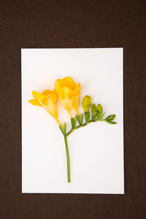 Flower pattern shot in studio/background/wallpaper - Yellow freesia isolatedの写真素材
