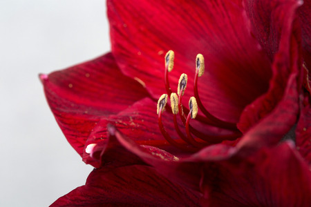 Flower pattern shot in studio/background/wallpaper - Close up shot of red flowersの写真素材