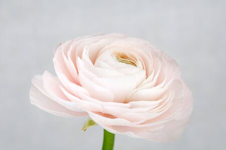 Flower pattern shot in studio/background/wallpaper - Pink roses isolatedの写真素材