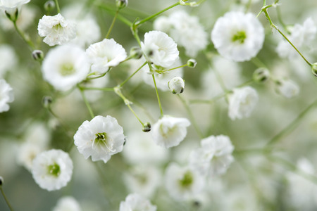 Flower pattern shot in studio/background/wallpaper - Full shot of white gypsophilaの写真素材