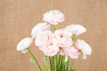 Flower pattern shot in studio/background/wallpaper - Pink roses isolatedの写真素材