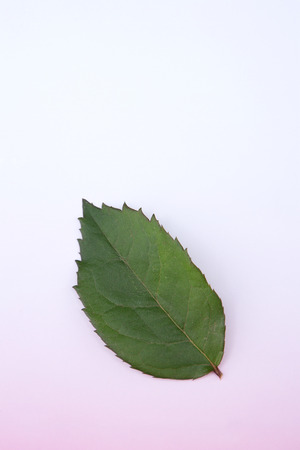 Flower pattern shot in studio/background/wallpaper - Grean leaf isolatedの写真素材