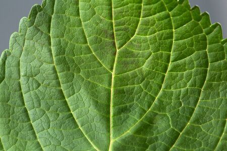 Flower pattern shot in studio/background/wallpaper - Full close up shot of green leaf