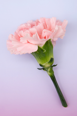 Flower pattern shot in studio/background/wallpaper - Pink carnations isolatedの写真素材