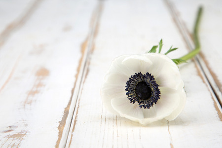 Flower pattern shot in studio/background/wallpaper - White flowers isolatedの写真素材