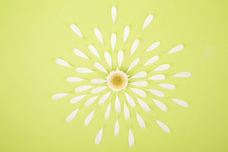 Flower pattern shot in studio/background/wallpaper - Decorative pattern with flower petalsの写真素材