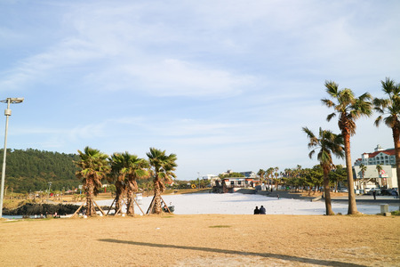 Scenery of sand beach with palm treesの写真素材