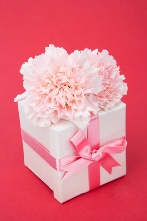 Gift ideas shot in studio - Gift box with ribbon and carnations isolatedの写真素材