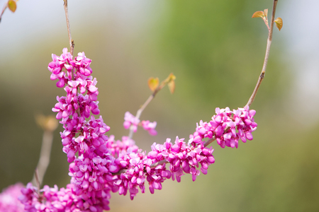 Flower gardens - Close up shot of twigs and pink flowersの写真素材