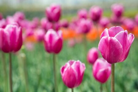 Flower gardens - Close up shot of tulipsの写真素材
