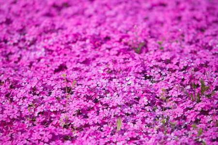 Flower gardens - Full shot of pink/purple flowersの写真素材