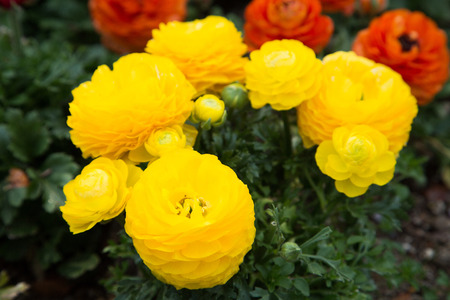 Flower gardens - Close up shot of colorful flowersの写真素材