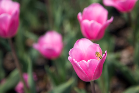 Flower gardens - Close up shot of tulipsの写真素材