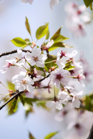 Cherry Blossoms on Yoonjoongro street of Yoido,Seoul,South Koreaの写真素材
