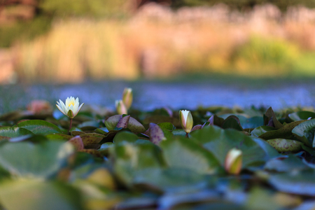 Fall atmosphere - lotus flowers on pondの写真素材