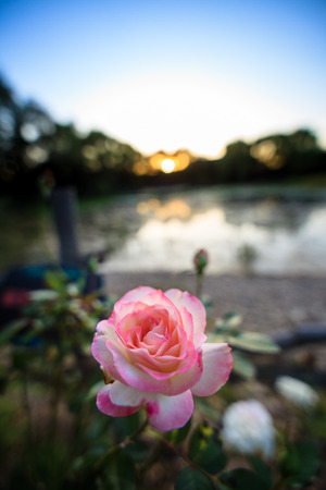 Fall atmosphere - pink roses with pond in the back at sunsetの写真素材