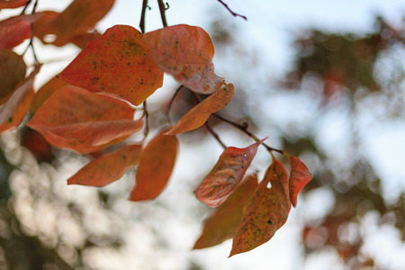 Fall atmosphere - close up shot of tinted autumn leavesの写真素材