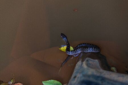 Autumn in countryside - blue snake sitting in a pondの写真素材