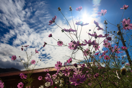 Autumn in countryside - wild cosmos under the blue skyの写真素材