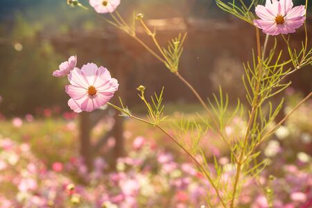 Fall atmosphere - wild cosmos flowersの写真素材