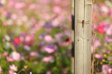 Fall atmosphere - dragonfly with background of cosmos flowersの写真素材