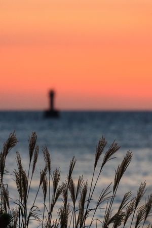 Ocean coast at sunset - reeds on the coast after sunsetの写真素材